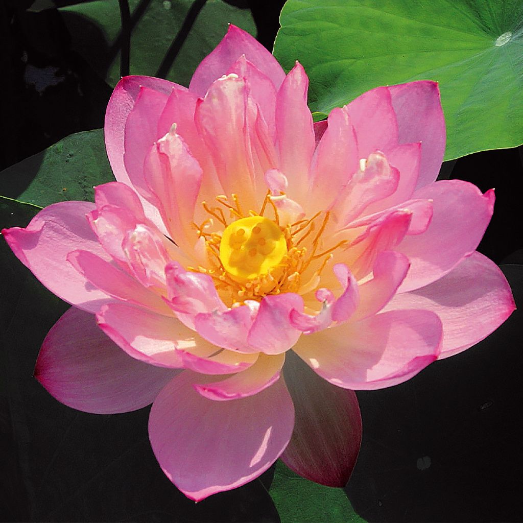 Nelumbo Pygmaea Pink - Lotus nain double rose clair