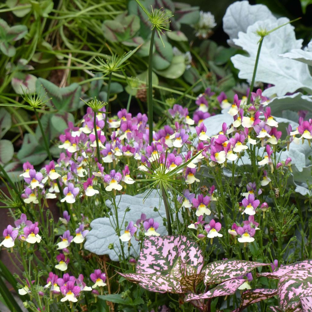 Nemesia Fairy Kisses Vanilla Berry Mini-mottes