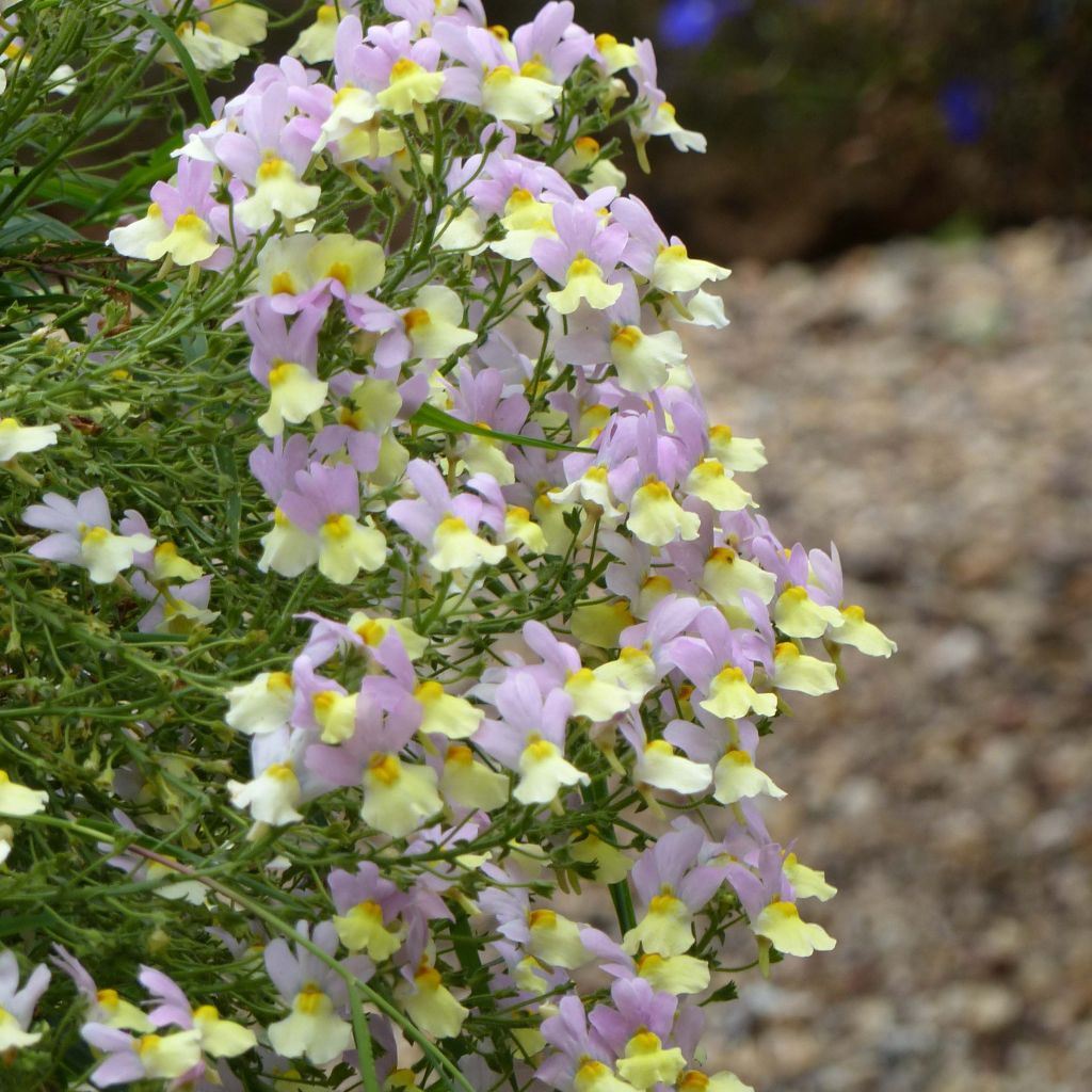 Nemesia Pink Lemonade - Némésie lilas et jaune pâle.