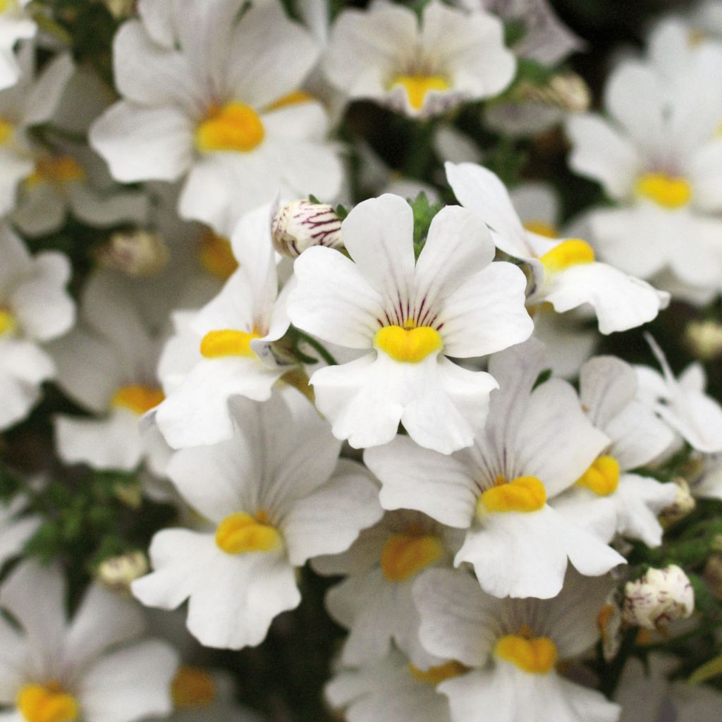 Nemesia Sunsatia Plus Anona - Némésie blanche