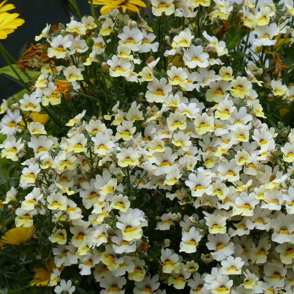 Nemesia Sunsatia Plus Little Vanilla - Némésie blanc-crème et jaune.