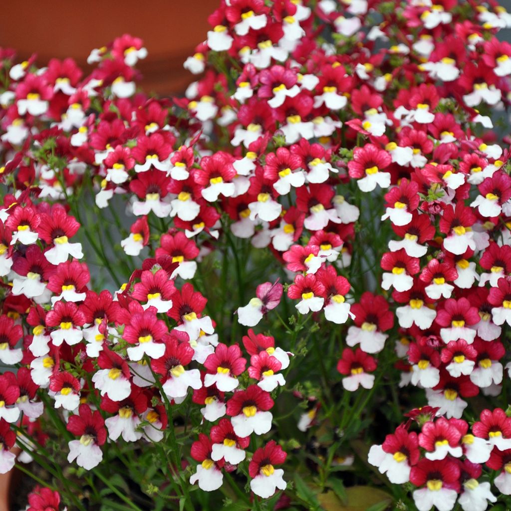 Nemesia Sunsatia Cherry On Ice