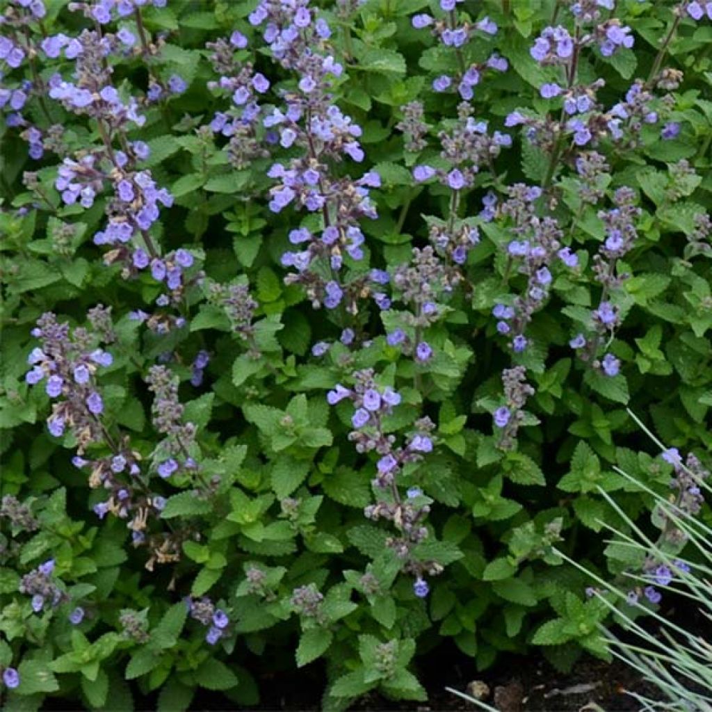 Nepeta Purrsian Blue - Chataire