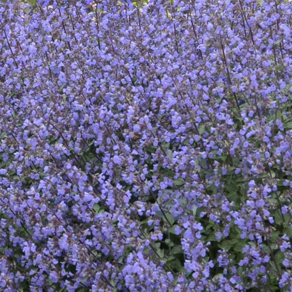 Nepeta Purrsian Blue - Chataire