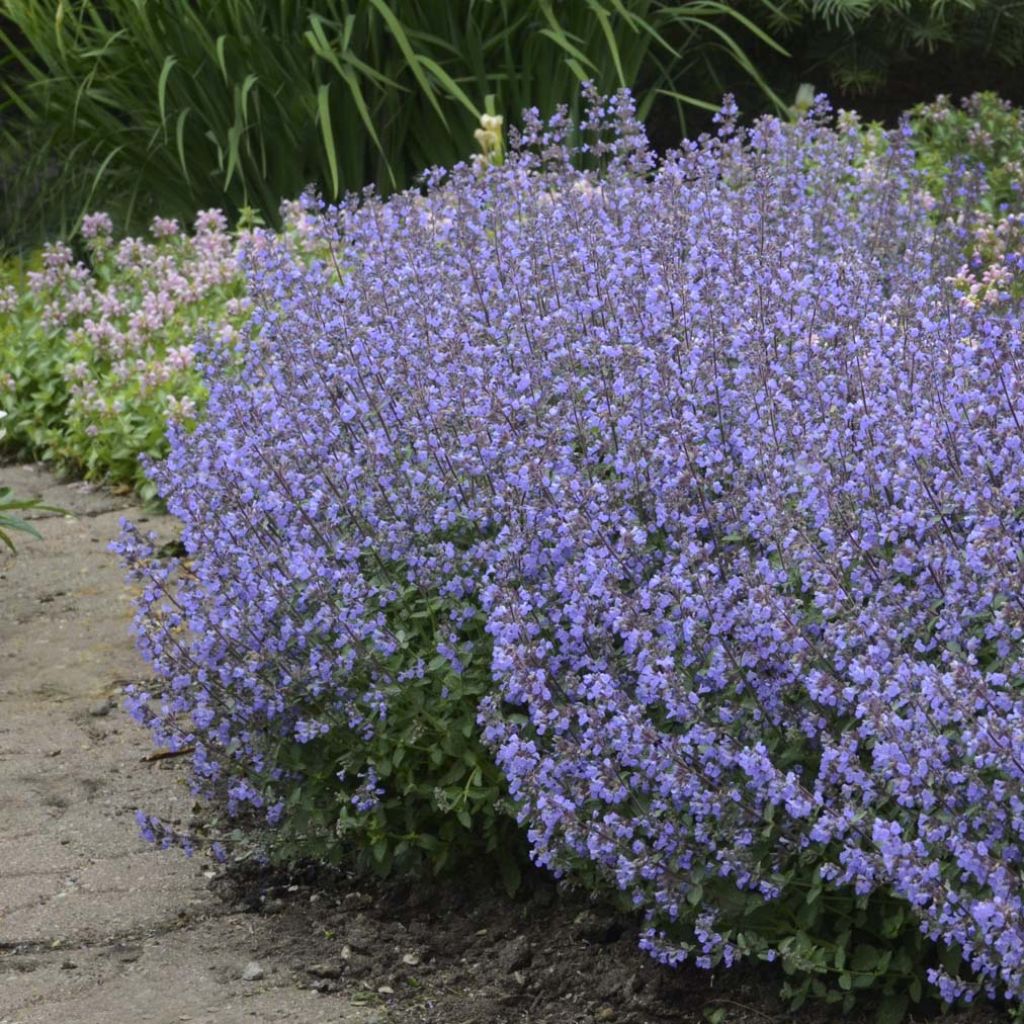 Nepeta Purrsian Blue - Chataire