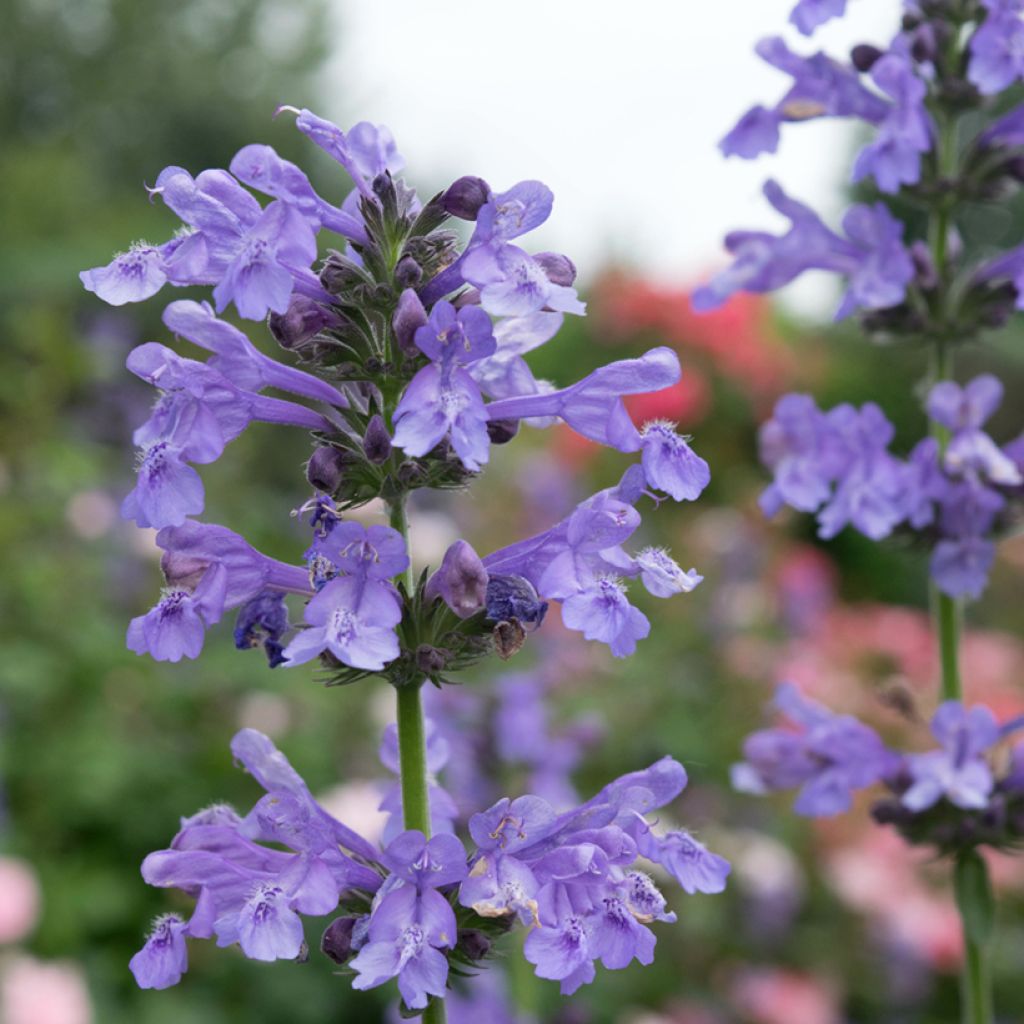 Nepeta Purrsian Blue - Chataire