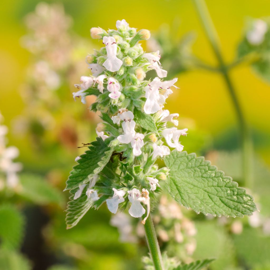 Nepeta cataria Citriodora - Chataire citron.