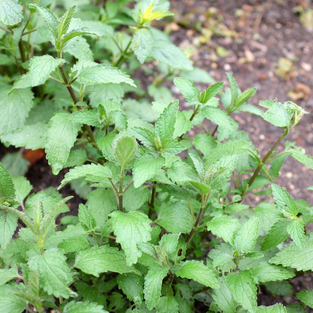 Nepeta cataria Citriodora - Chataire citron.