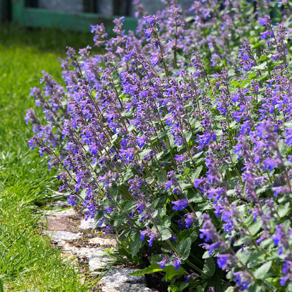 Nepeta faassenii - Népéta hybride