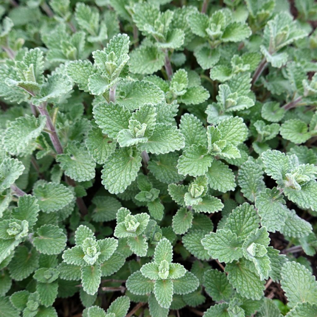 Nepeta faassenii - Népéta hybride