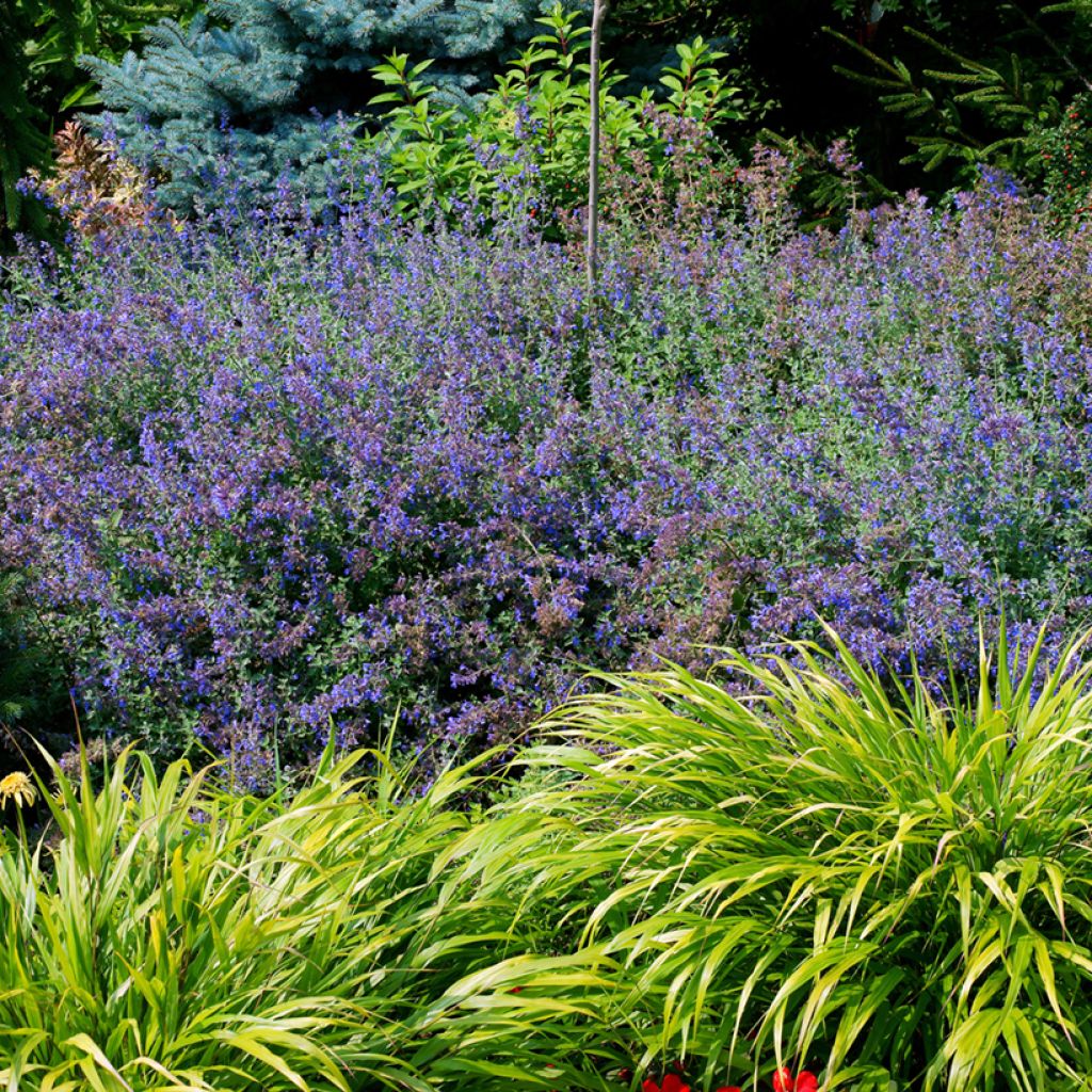 Nepeta faassenii - Népéta hybride