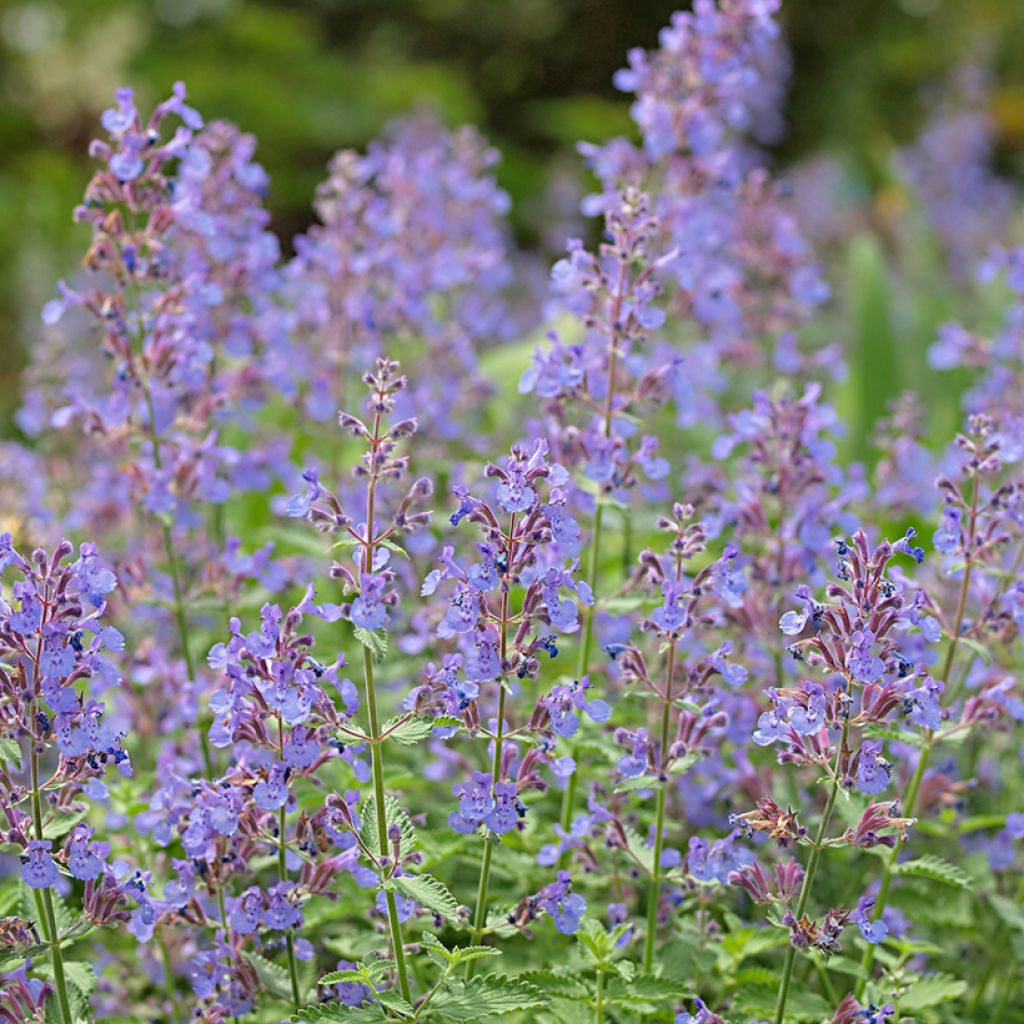 Nepeta faassenii - Népéta hybride