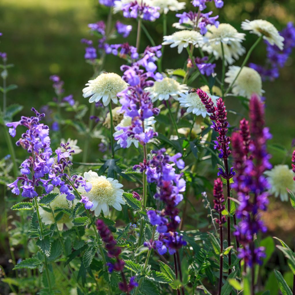 Nepeta faassenii Six Hill s Giant