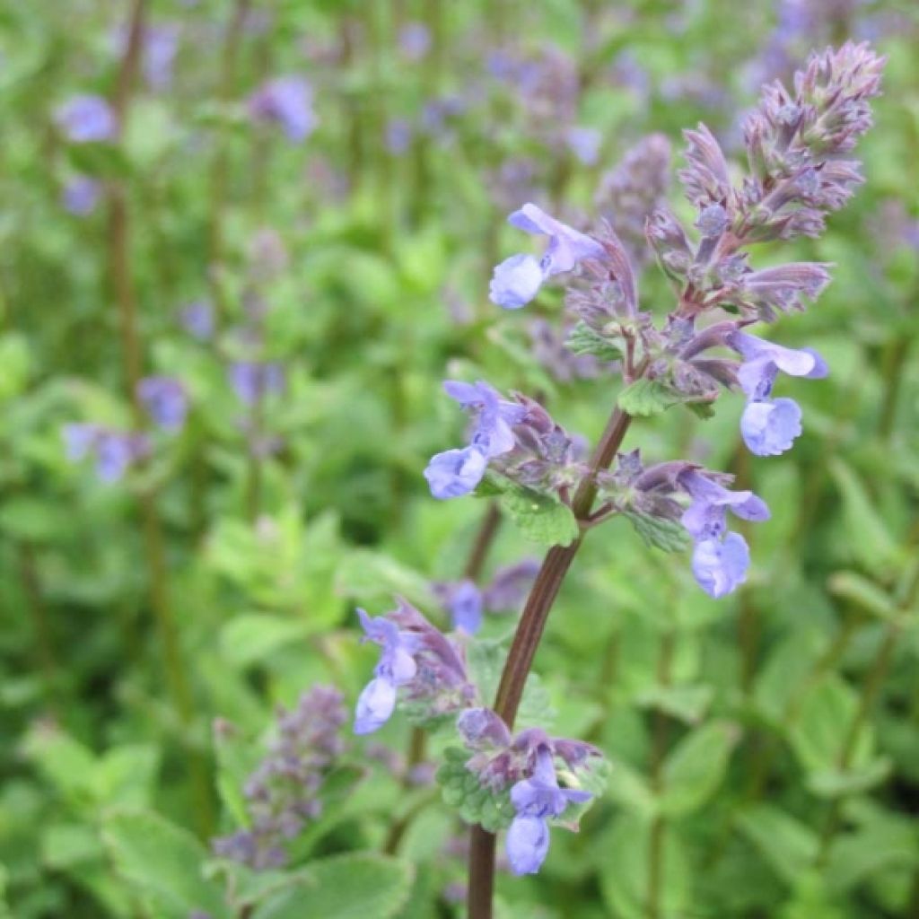 Herbe à chat, Chataire 'Superba' - Nepeta faassenii - Le Jardin du