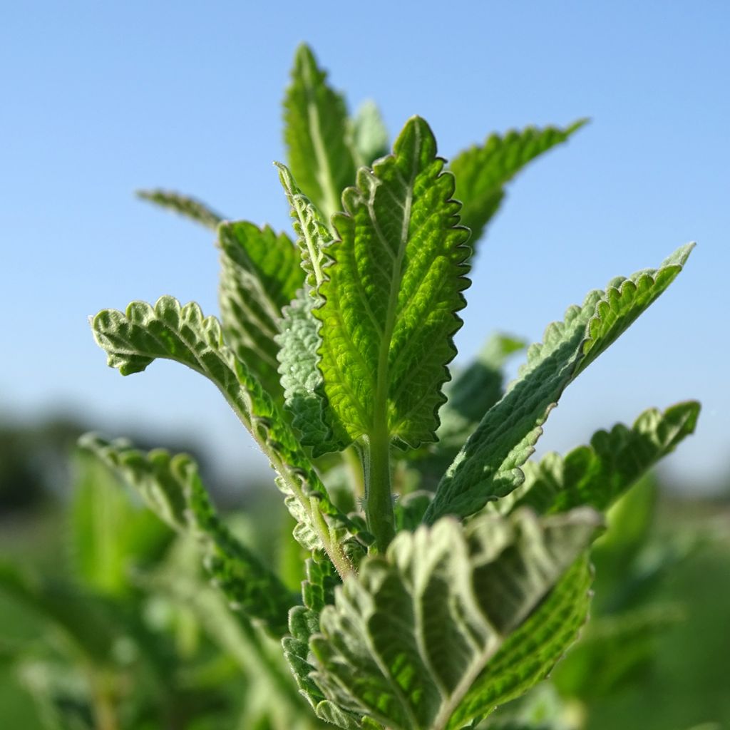 Nepeta grandiflora Dawn to Dusk