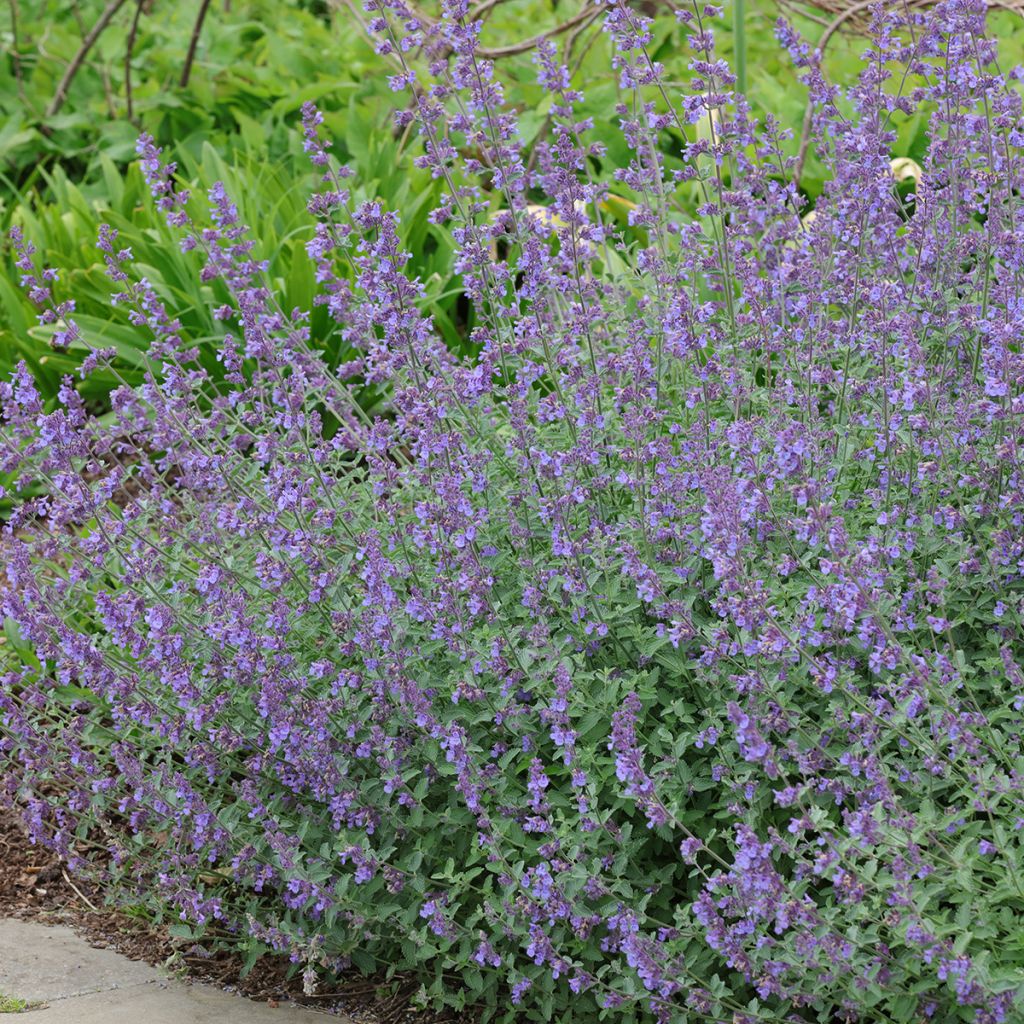 Nepeta grandiflora Summer Magic