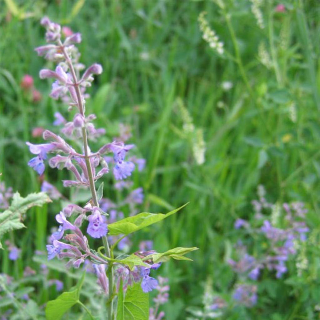 Nepeta grandiflora Wild Cat - Cataire - Herbe aux chats géante