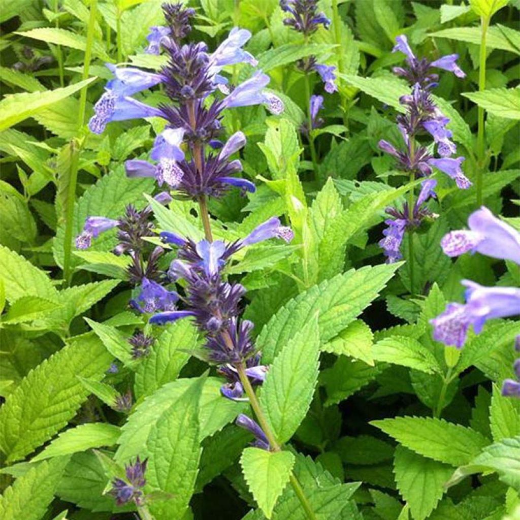 Nepeta manchuriensis Manchu Blue - Nepeta de Mandchourie Manchu Blue
