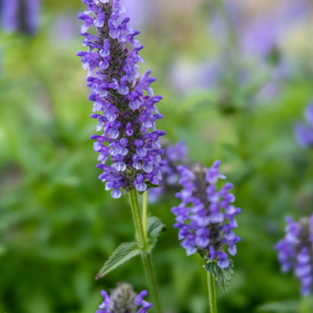 Nepeta nervosa - Chataire nervurée