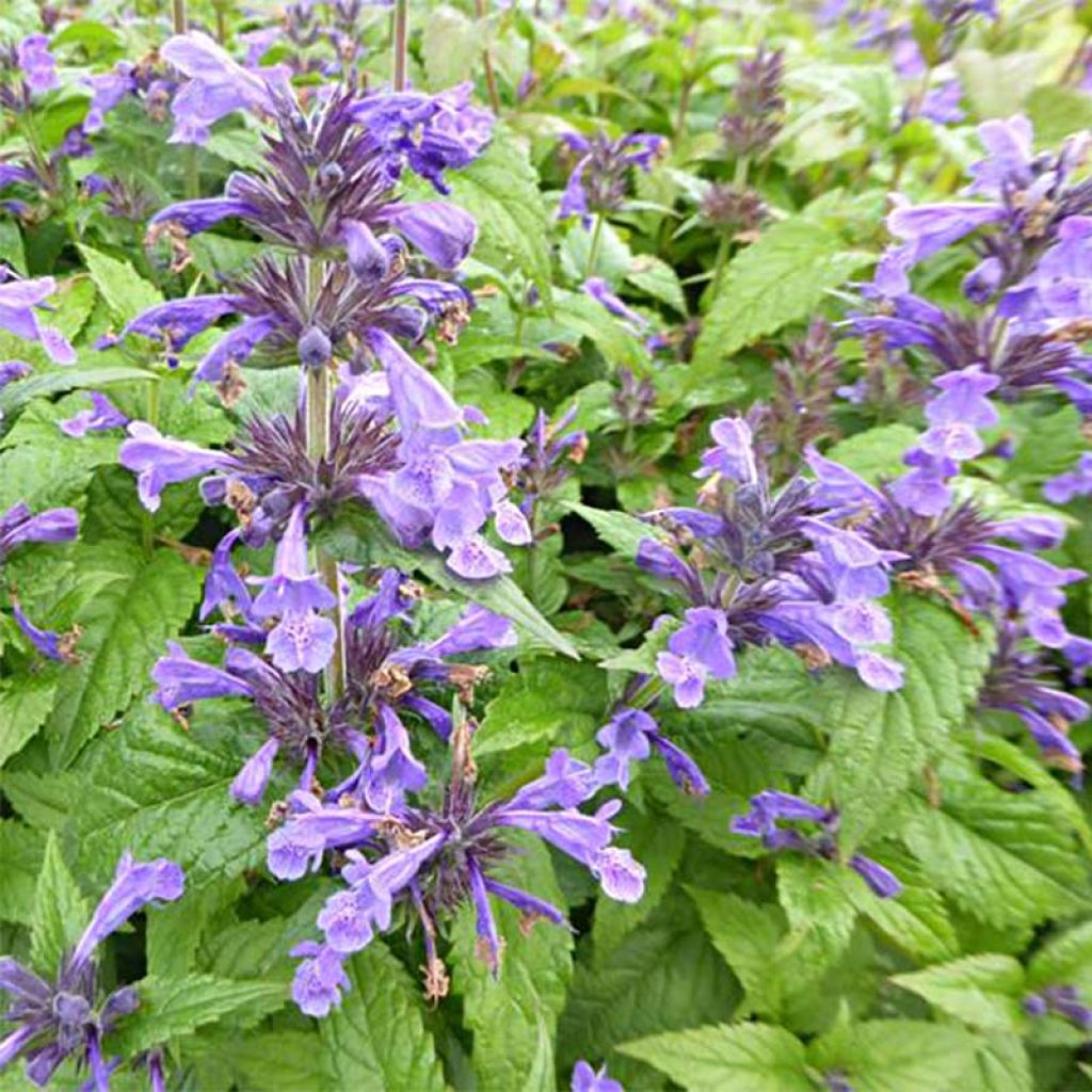 Nepeta nervosa Neptune - Chataire nervurée