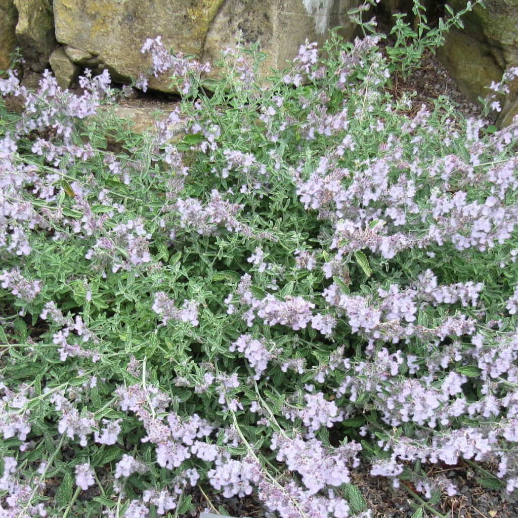 Nepeta racemosa Snowflake - Chataire à fleurs blanches