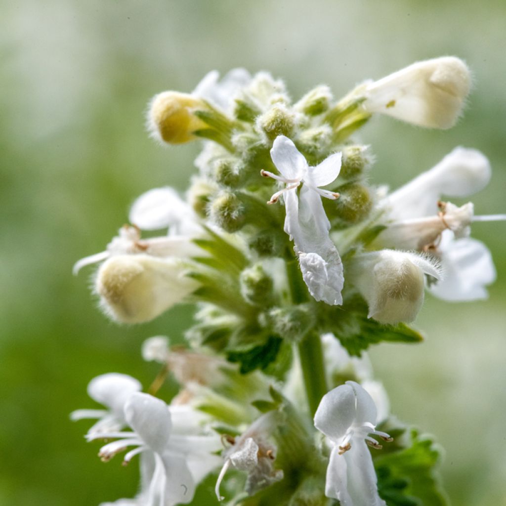 Nepeta racemosa Snowflake - Chataire à fleurs blanches