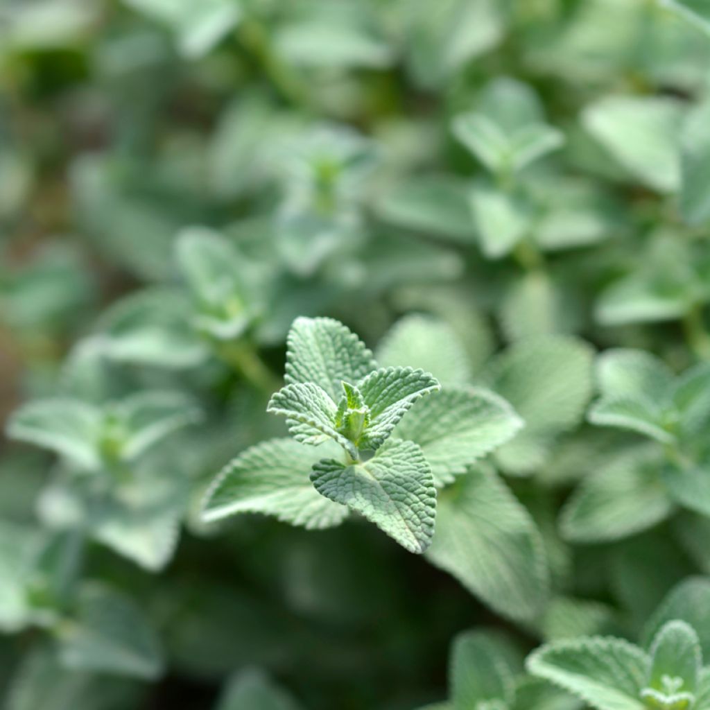 Nepeta racemosa Snowflake - Chataire à fleurs blanches