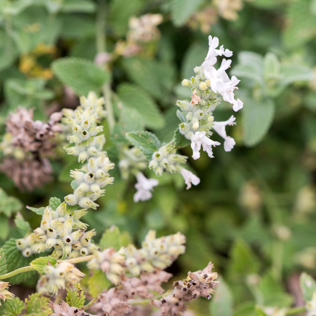 Nepeta racemosa Snowflake - Chataire à fleurs blanches