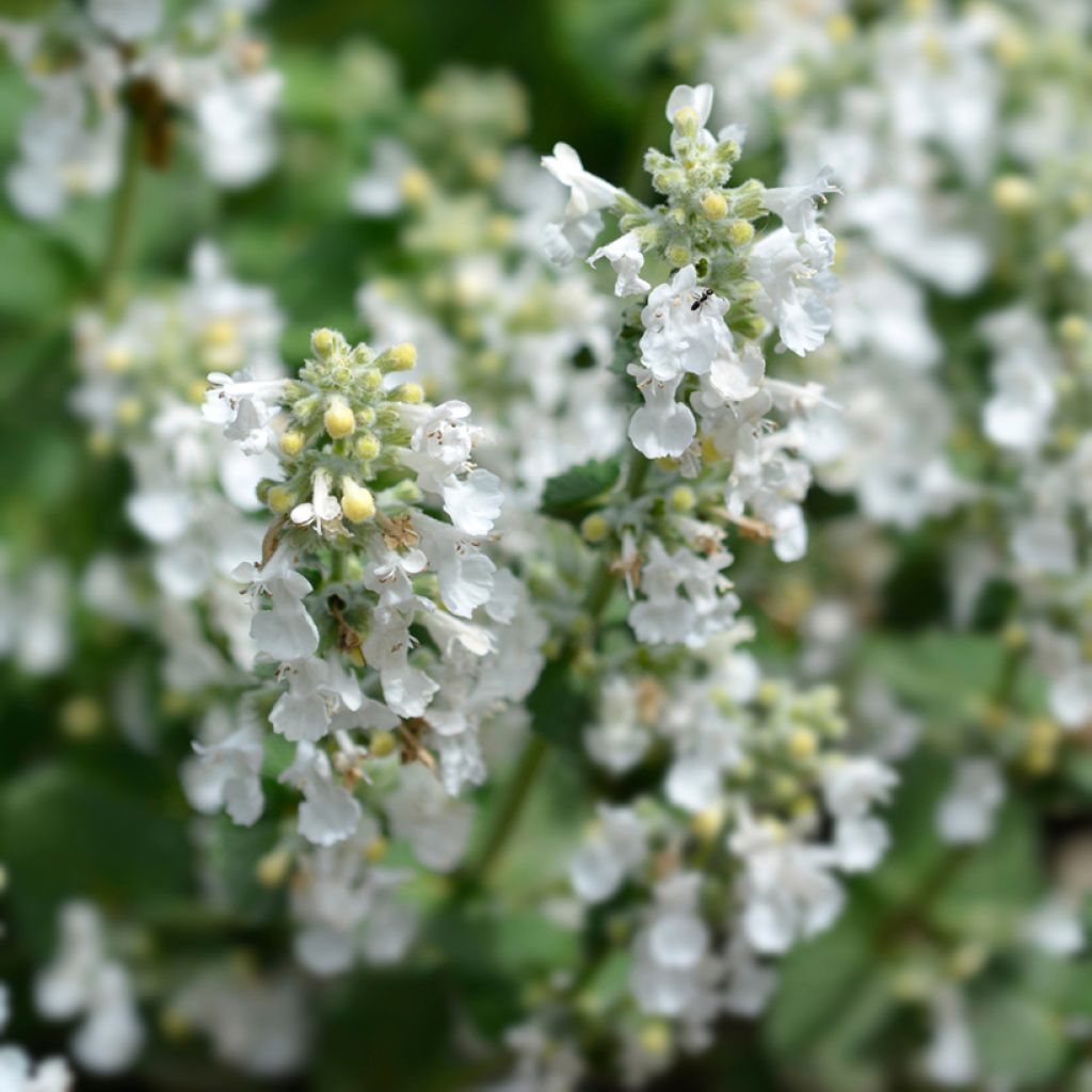 Nepeta racemosa Snowflake - Chataire à fleurs blanches