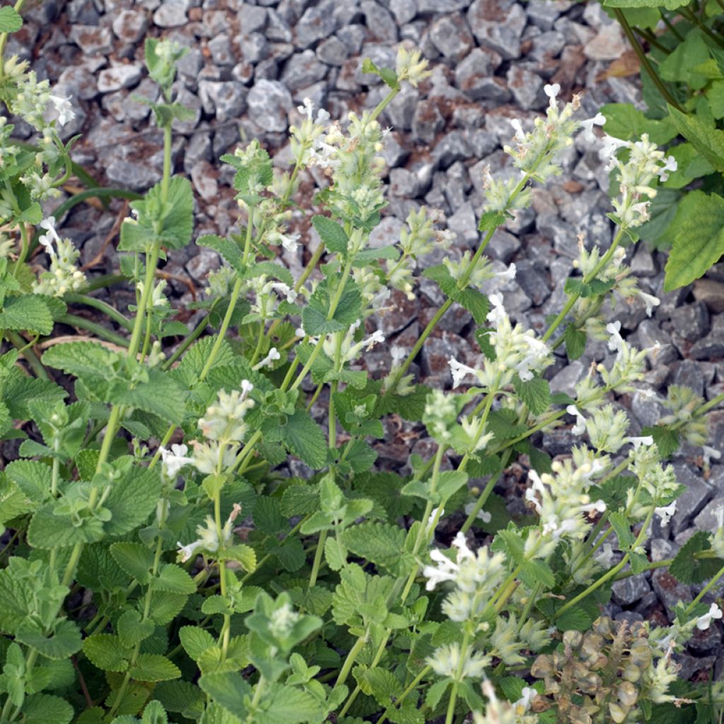 Nepeta racemosa Snowflake - Chataire à fleurs blanches