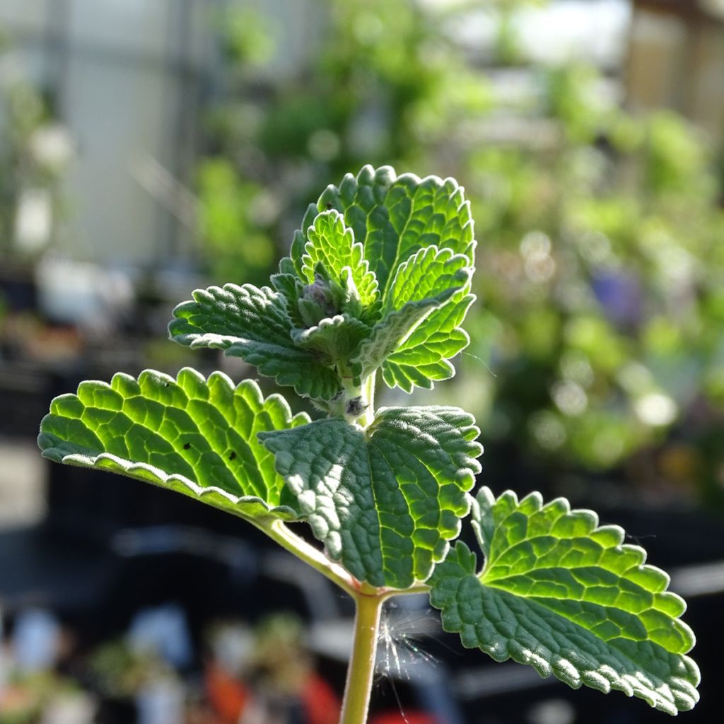 Nepeta racemosa Superba - Chataire