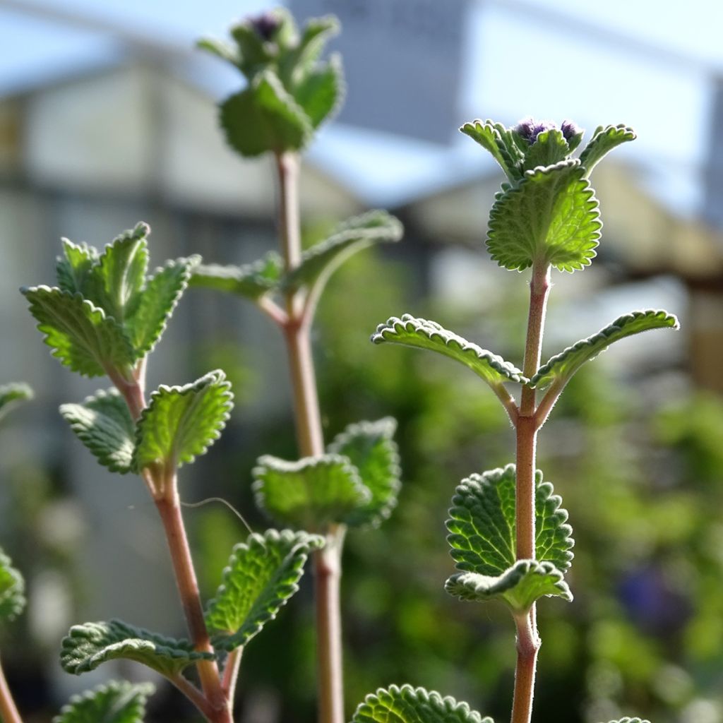 Nepeta racemosa Superba - Chataire