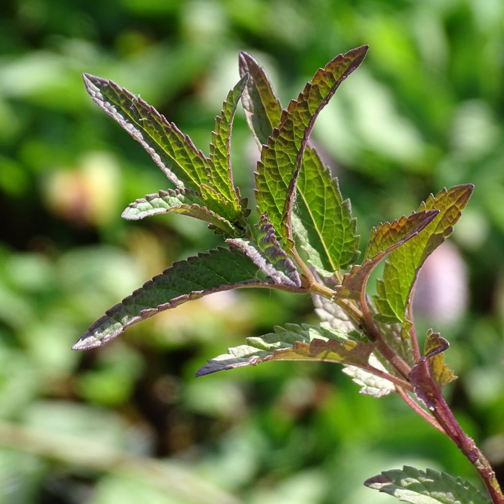 Nepeta sibirica Souvenir d Andre Chaudron