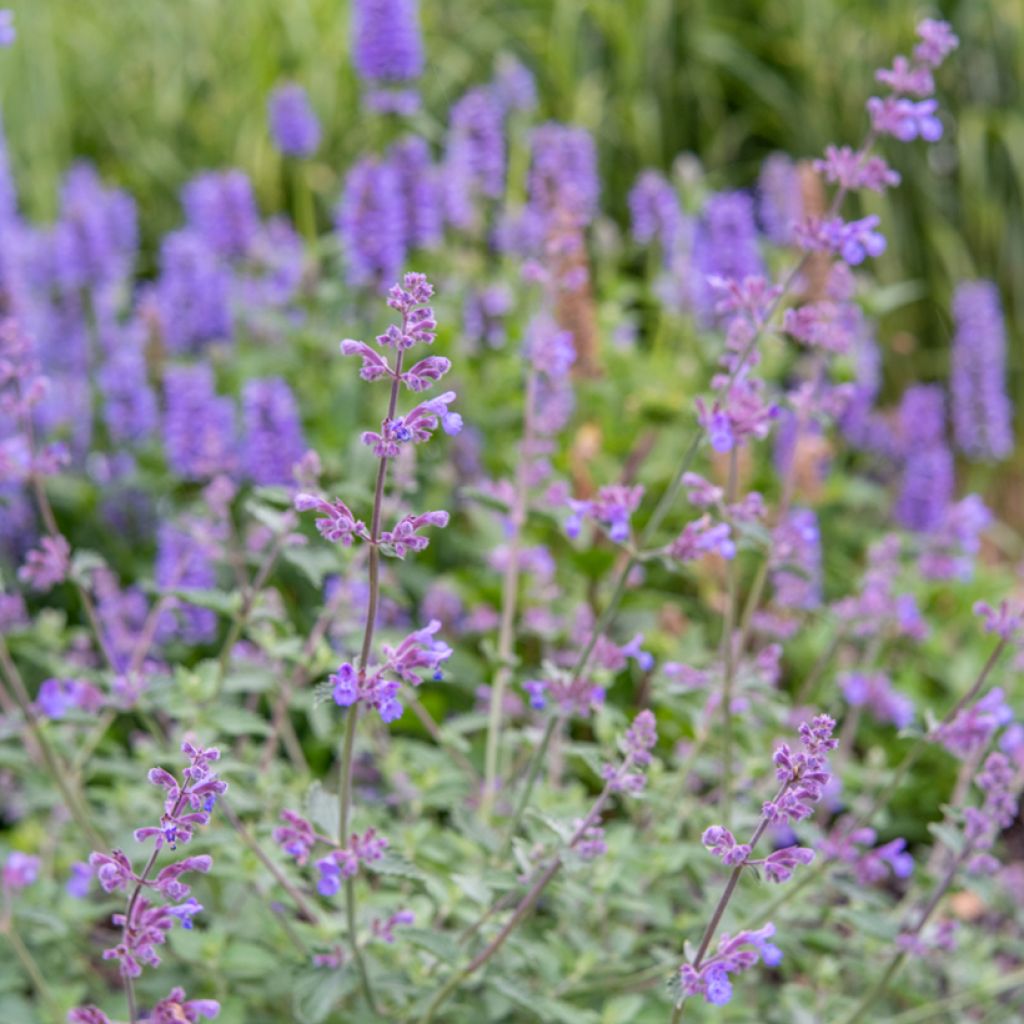 Nepeta x faassenii Dropmore