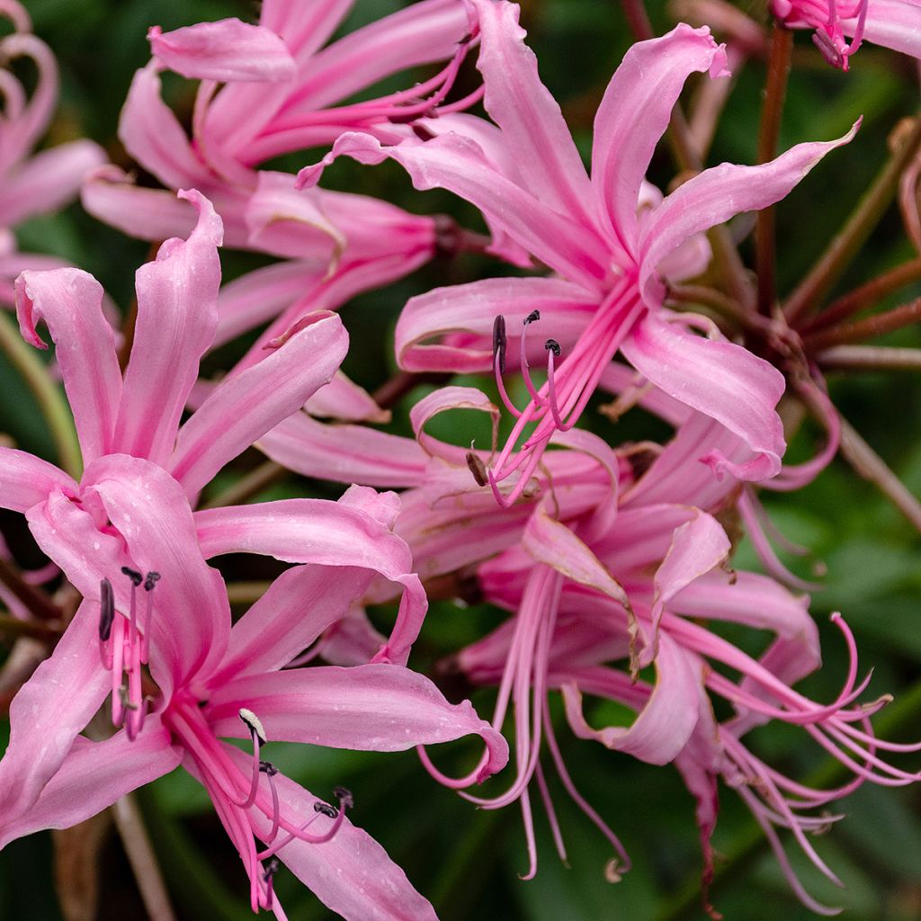 Nerine bowdenii type - Lis de Guernesey