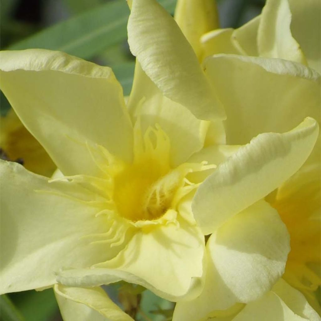 Laurier rose Jaune simple - Nerium oleander