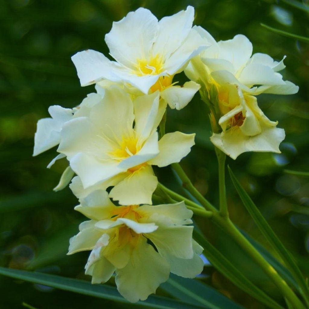 Laurier rose Luteum Plenum - Nerium oleander