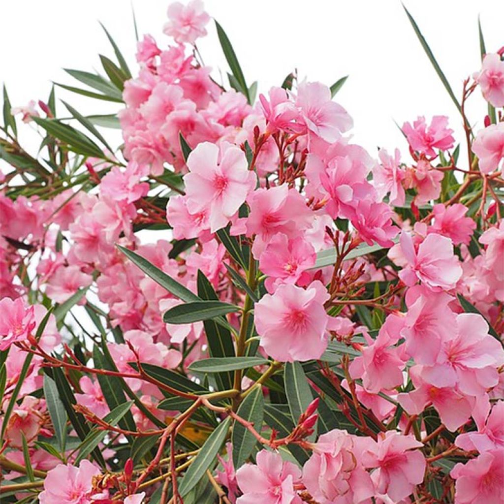 NERIUM oleander ROSE (Laurier rose)