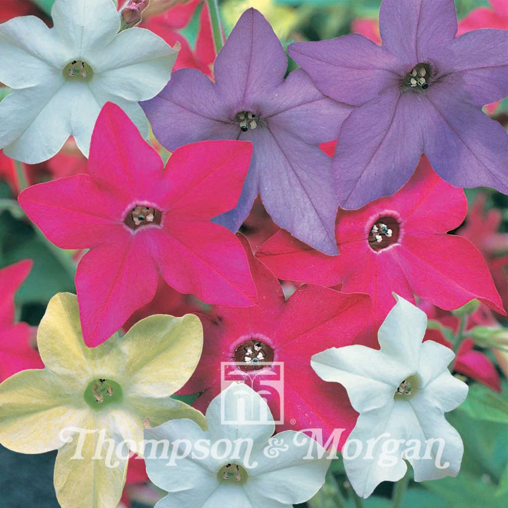 Nicotiana Eau De Cologne Mixed F1 Hybrid