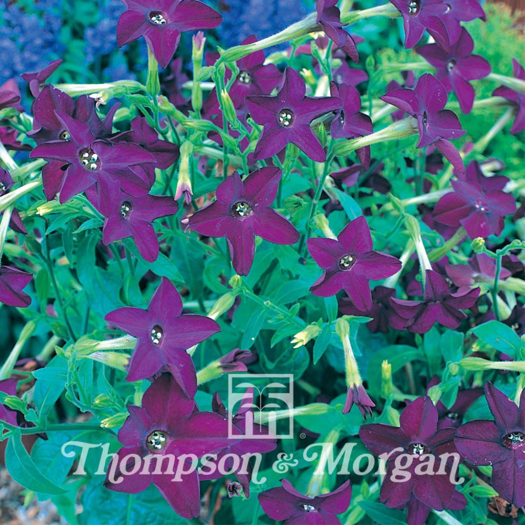 Nicotiana Perfume Deep Purple F1 Hybrid