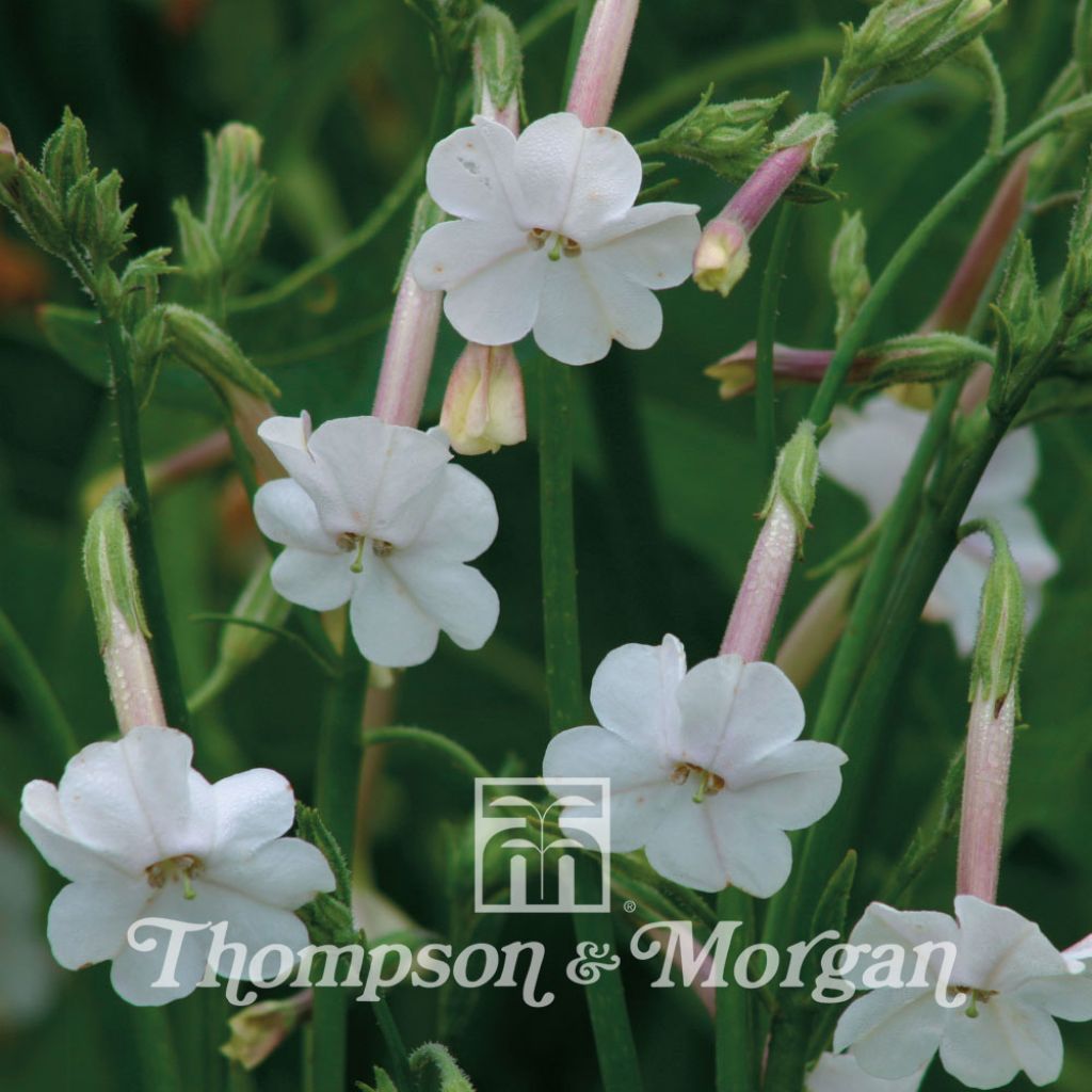 Nicotiana Suaveolens 