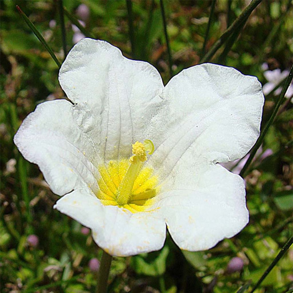 Nierembergia repens - Nierembergia rampant