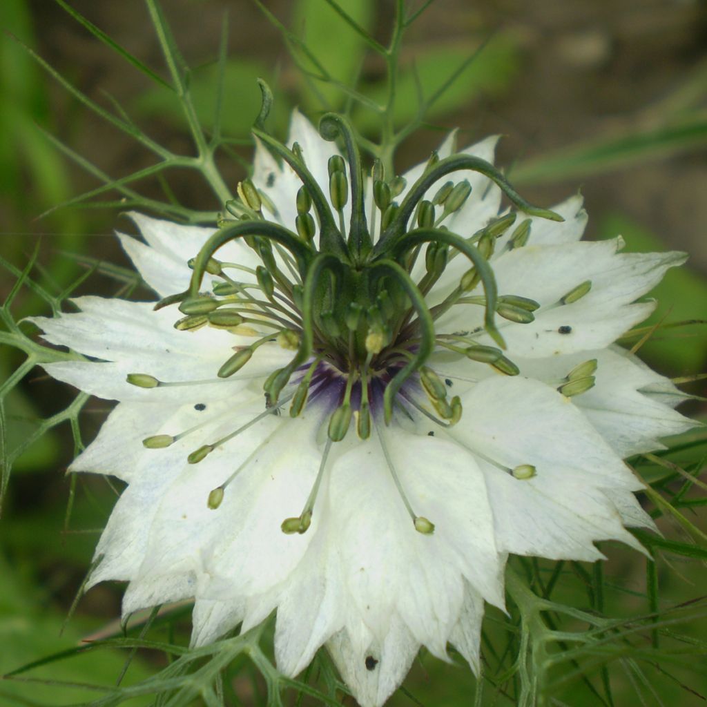 Nigelle Miss Jekyll Alba - Nigelle de Damas blanche - Nigella damascena -  De grandes fleurs blanches toutes simples et charmantes