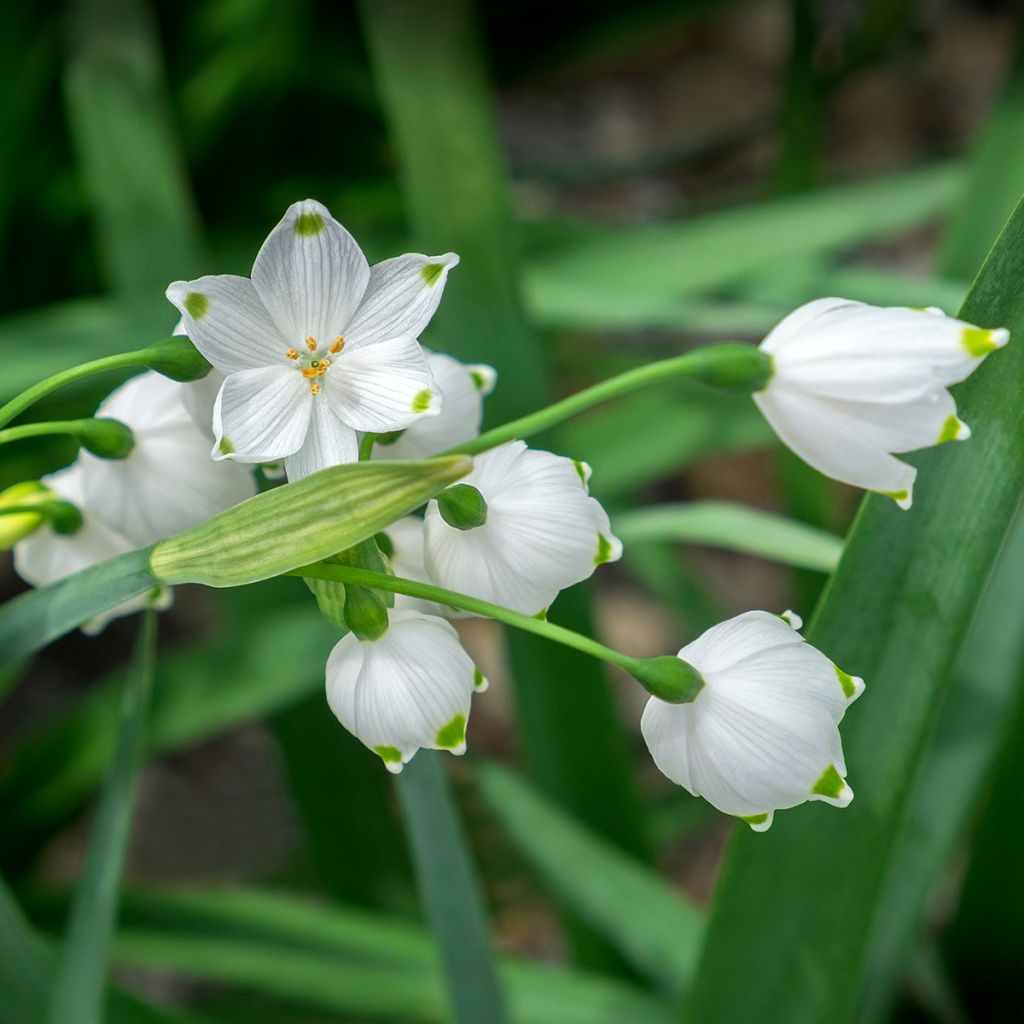 Nivéole d'éte - Leucojum aestivum Gravetye Giant