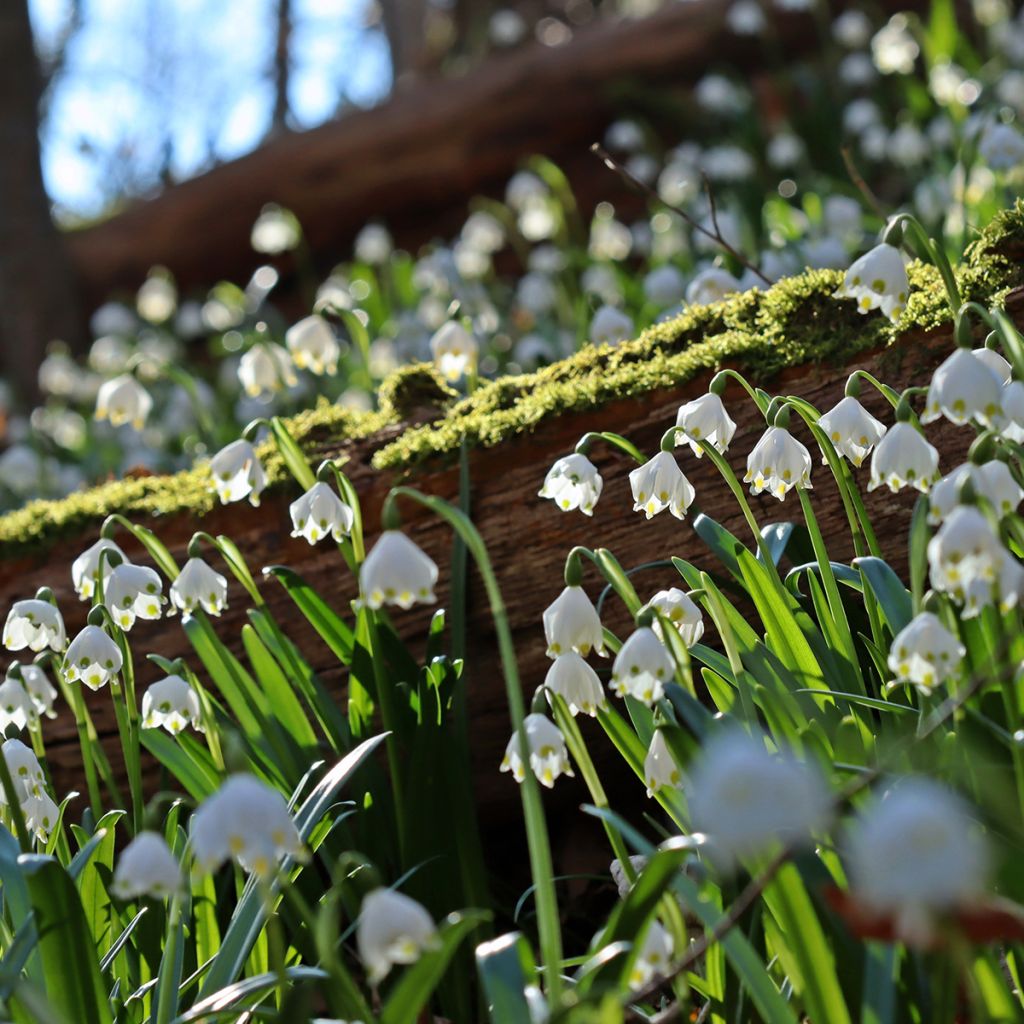 Nivéole de printemps - Leucojum vernum