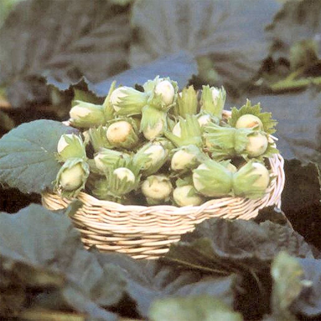 Noisetier Fertile de Coutard - Corylus Avellana