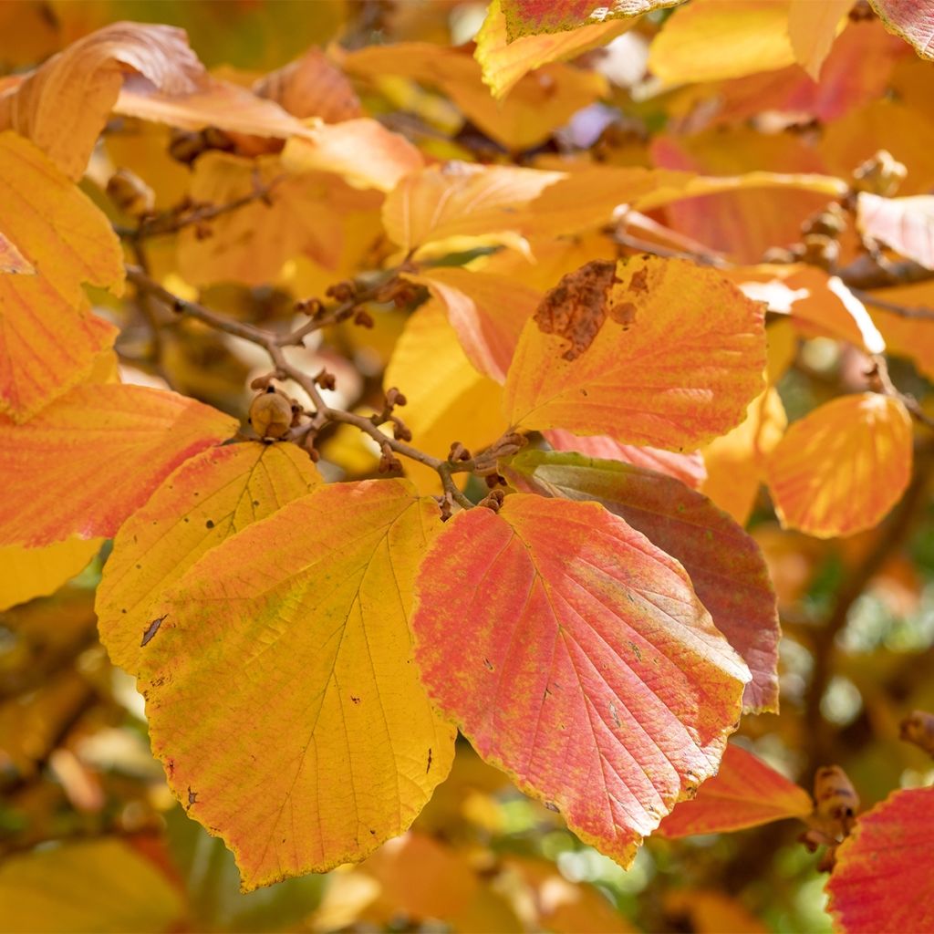 Noisetier de sorcière - Hamamelis x intermedia Aurora