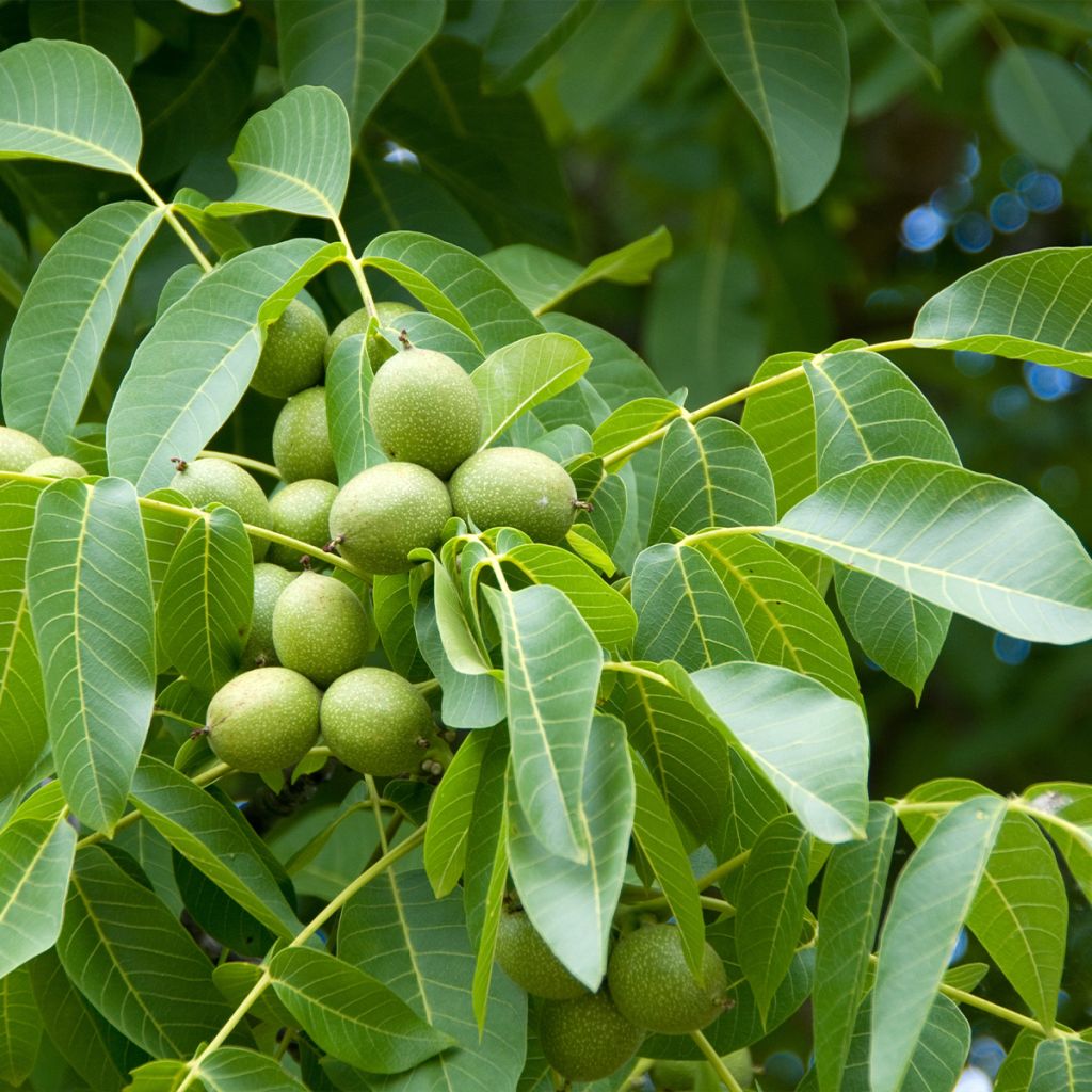 Noyer commun Weinsberg 1 - Juglans regia 