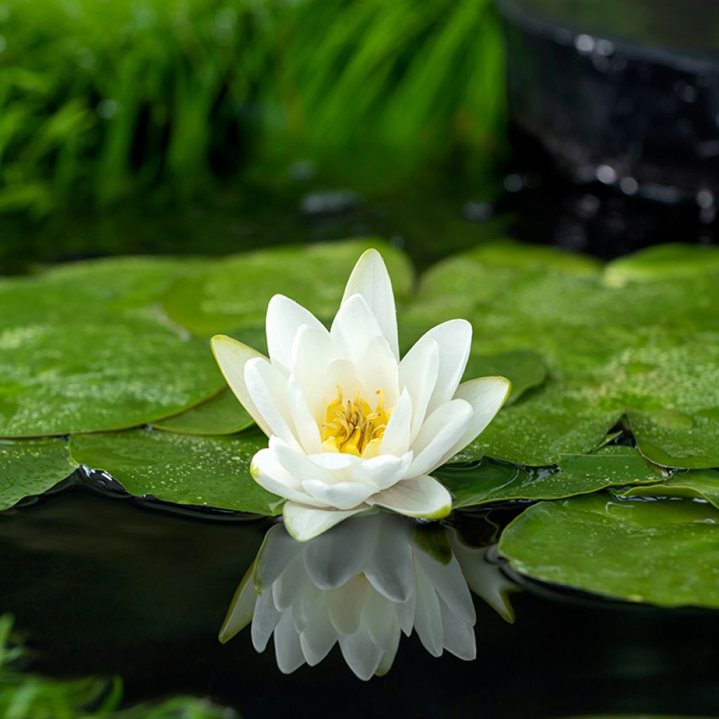 Nymphaea Albatros - Nénuphar rustique blanc