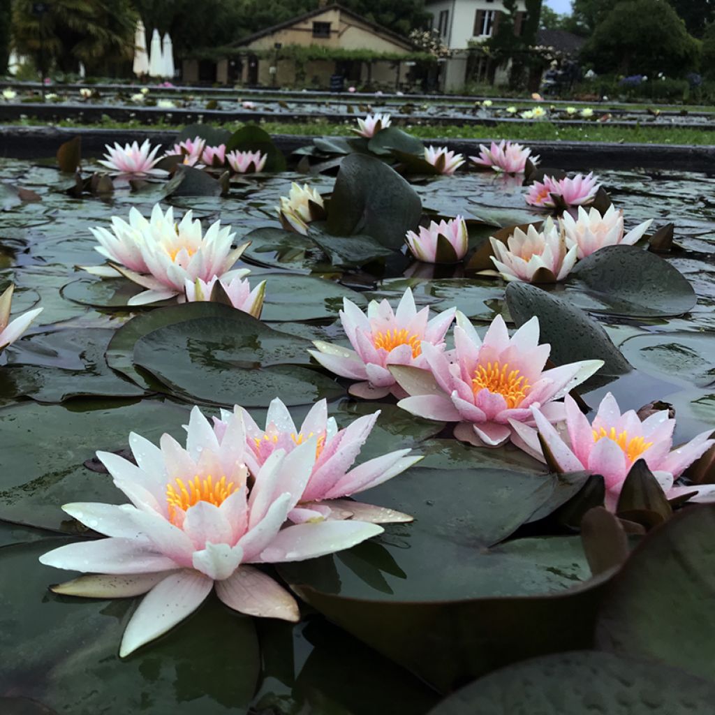 Nymphaea Amabilis - Nénuphar rose rustique